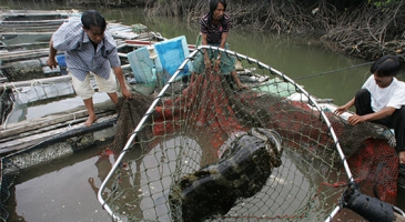  FAO ready to help major fishing countries in Asia-Pacific implement binding agreement to combat illegal fishing 